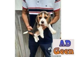 used BEAGLE PUPPIES AVAILABLE IN DELHI NCR. DEWORMED AND VACCINATED. CONTACT 8130629789 for sale 